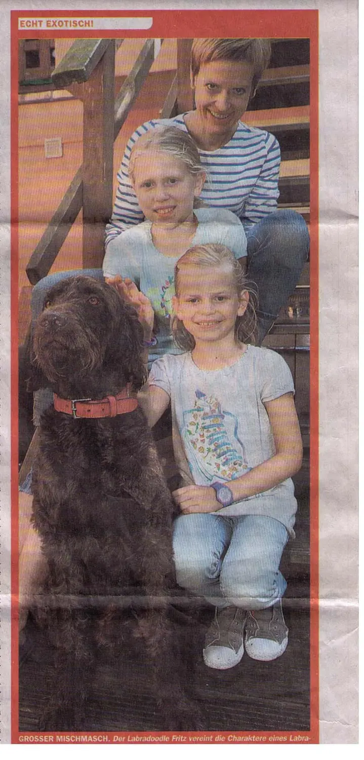 Zeitungsartikel von Dogs of Golden Kennel