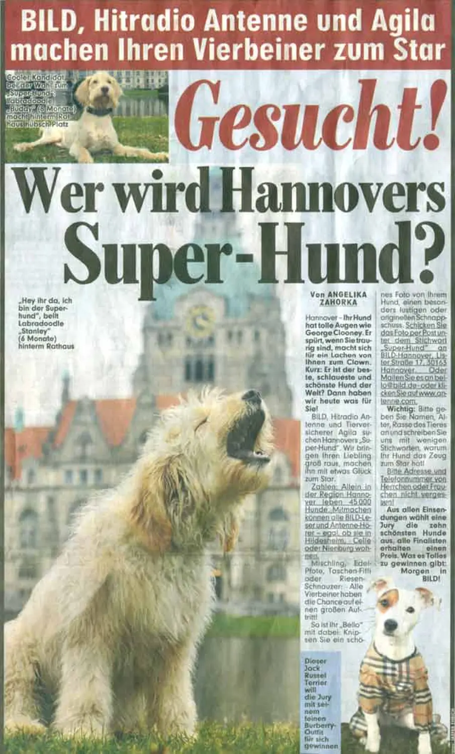 Zeitungsartikel von Dogs of Golden Kennel