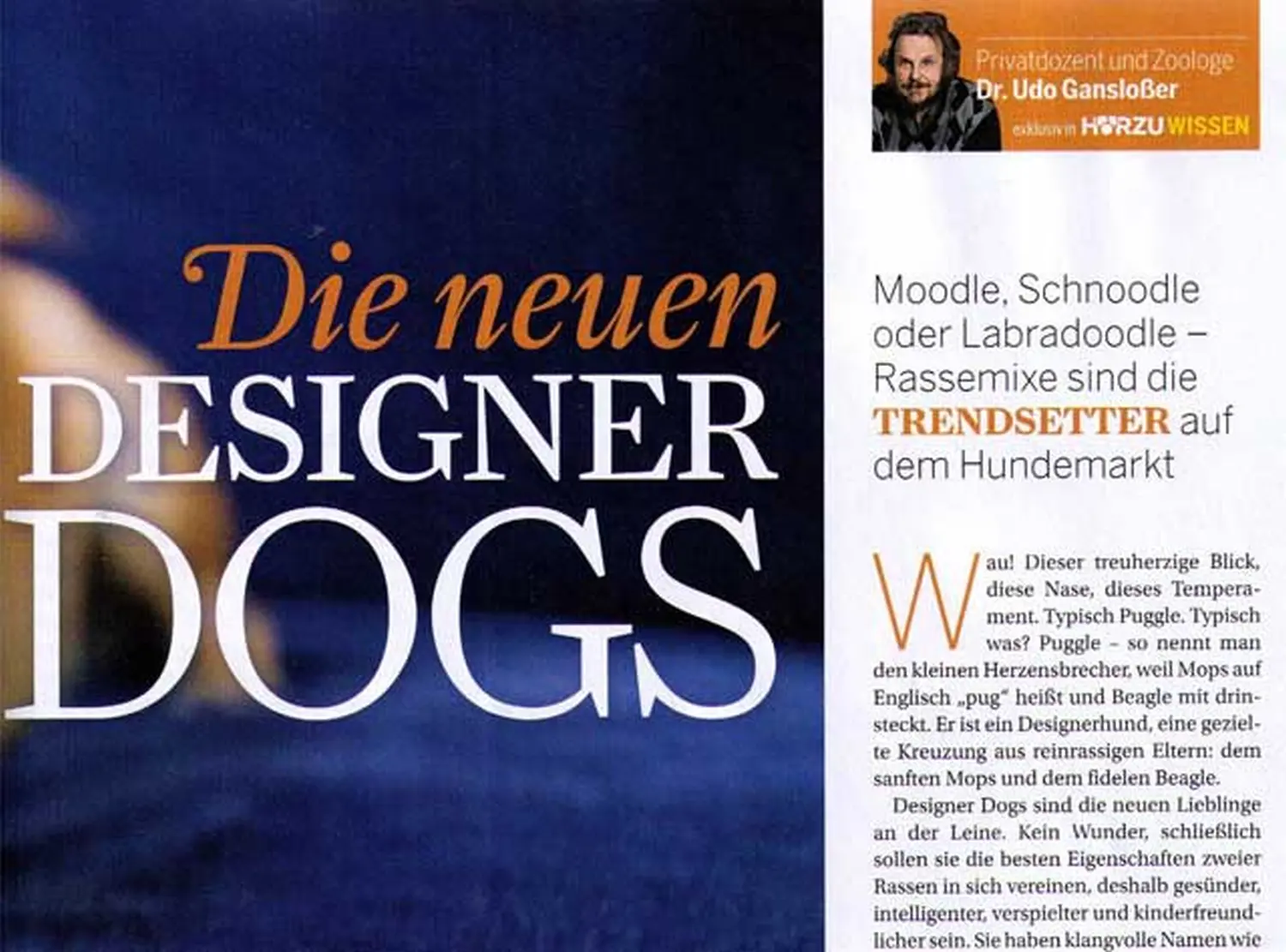 Zeitungsartikel von Dogs of Golden Kennel