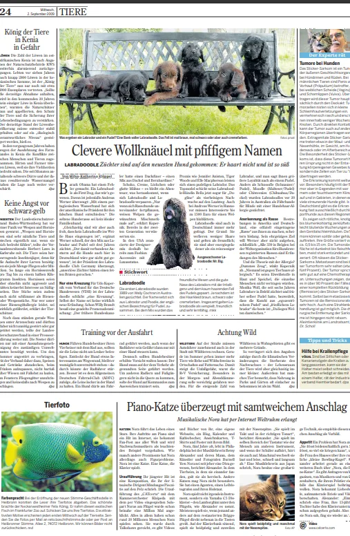 Zeitungsartikel von Dogs of Golden Kennel