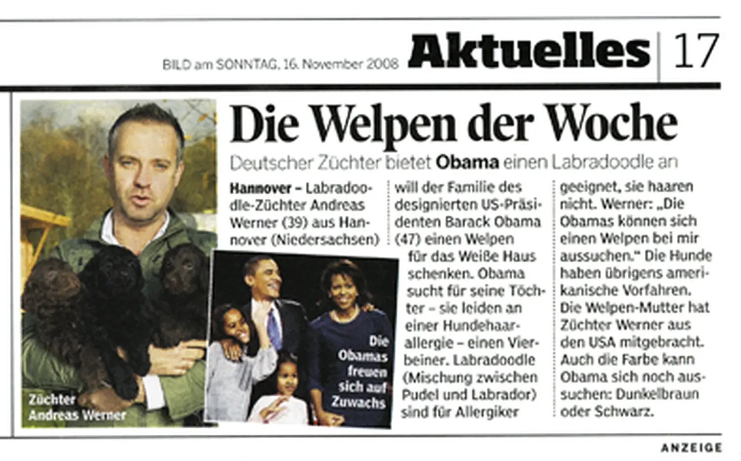 Zeitungsartikel von Dogs of Golden Kennel