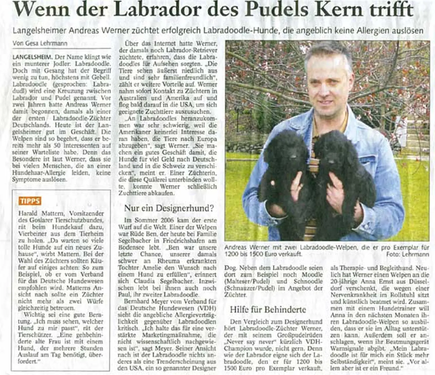 Zeitungsartikel von Dogs of Golden Kennel