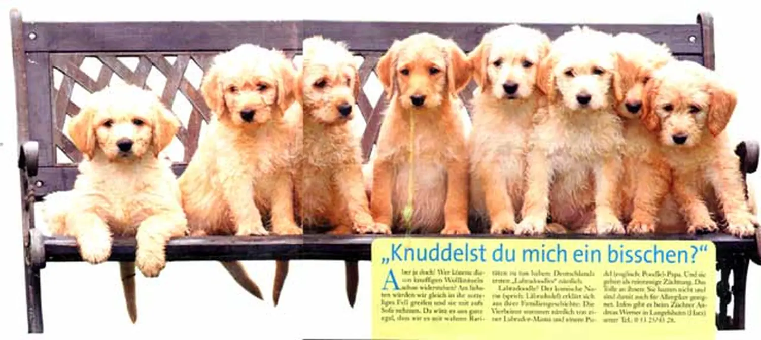 Zeitungsartikel von Dogs of Golden Kennel