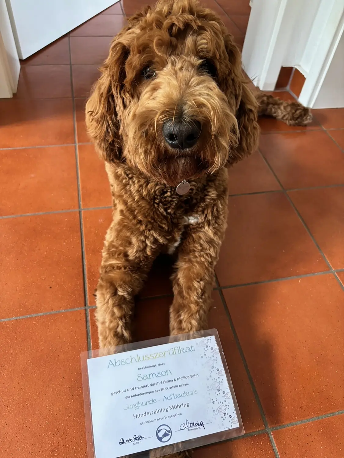 hunde von Dogs of Golden Kennel