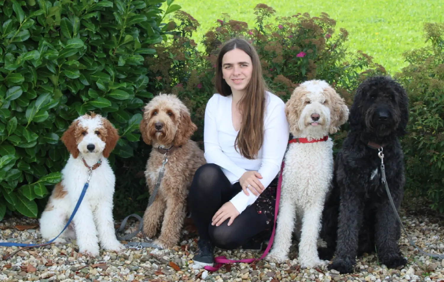 hunde von Dogs of Golden Kennel
