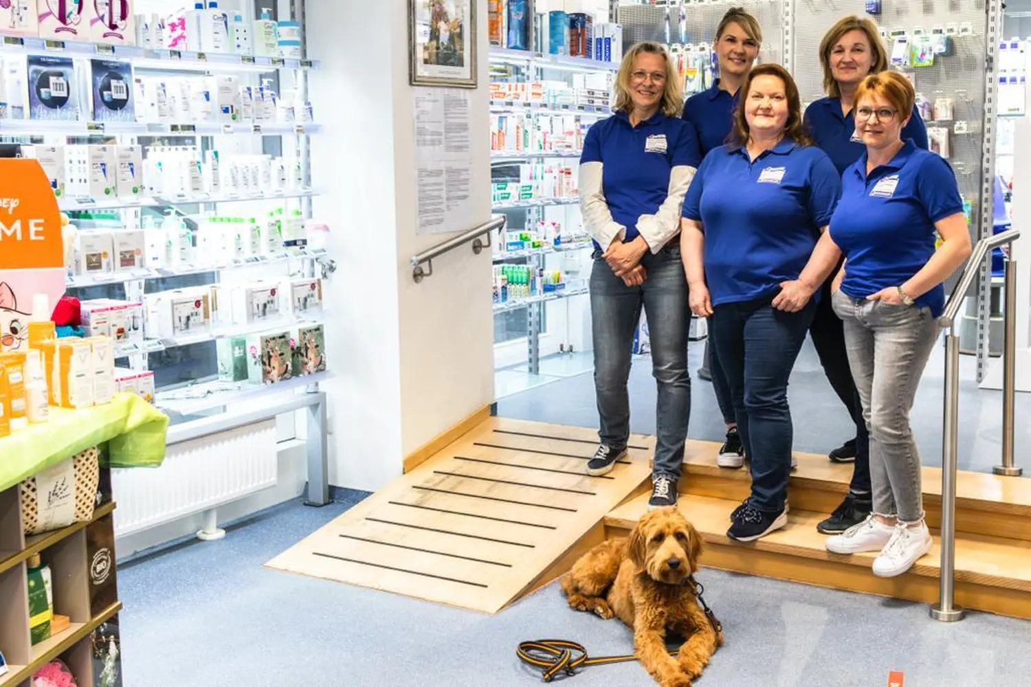 hunde von Dogs of Golden Kennel