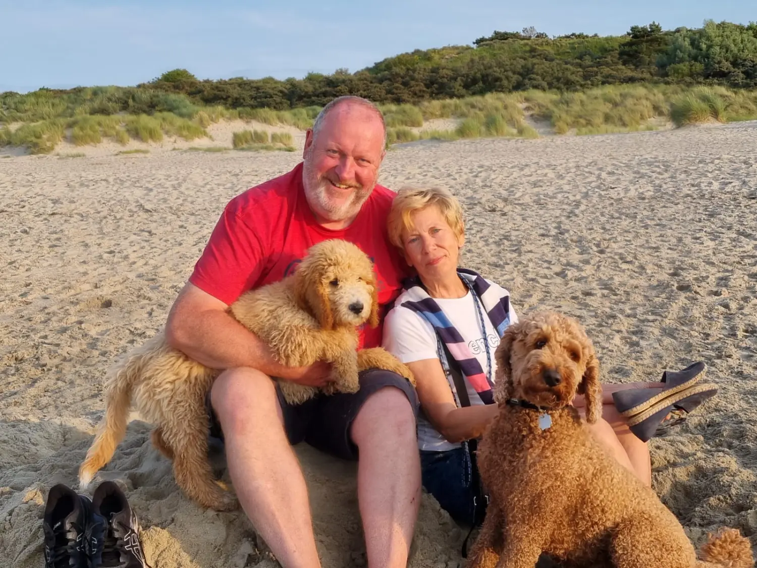 hunde von Dogs of Golden Kennel