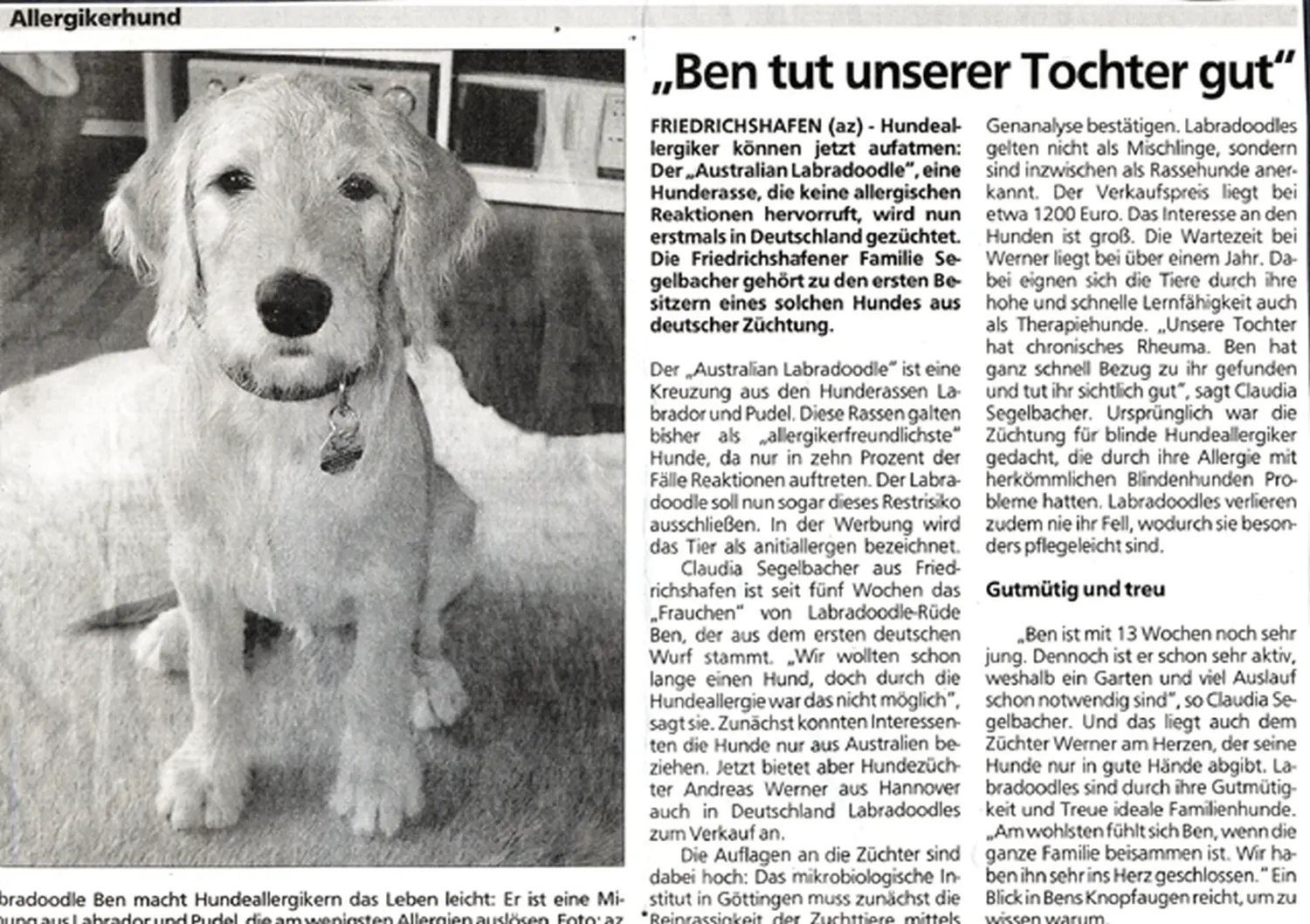 Zeitungsartikel von Dogs of Golden Kennel